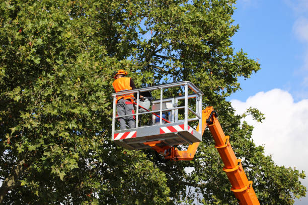 Best Tree Preservation Services  in Palm Springs North, FL